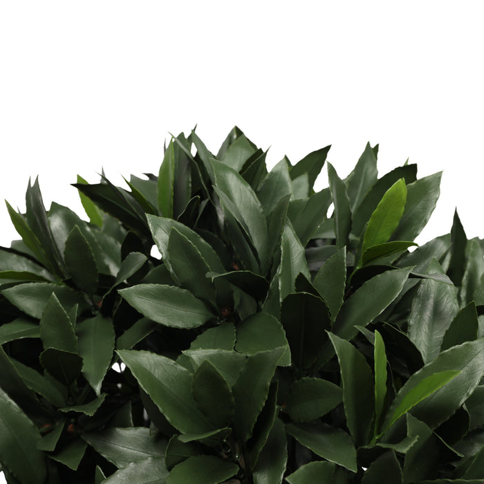 UV Bay Laurel Ball 24 Inch Topiary