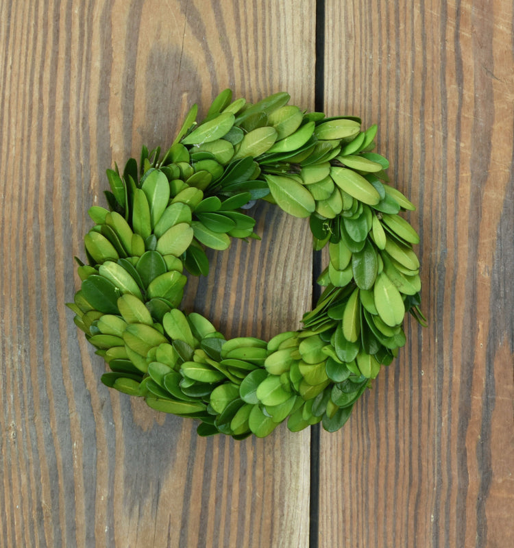 Preserved Boxwood Ring 4.5"