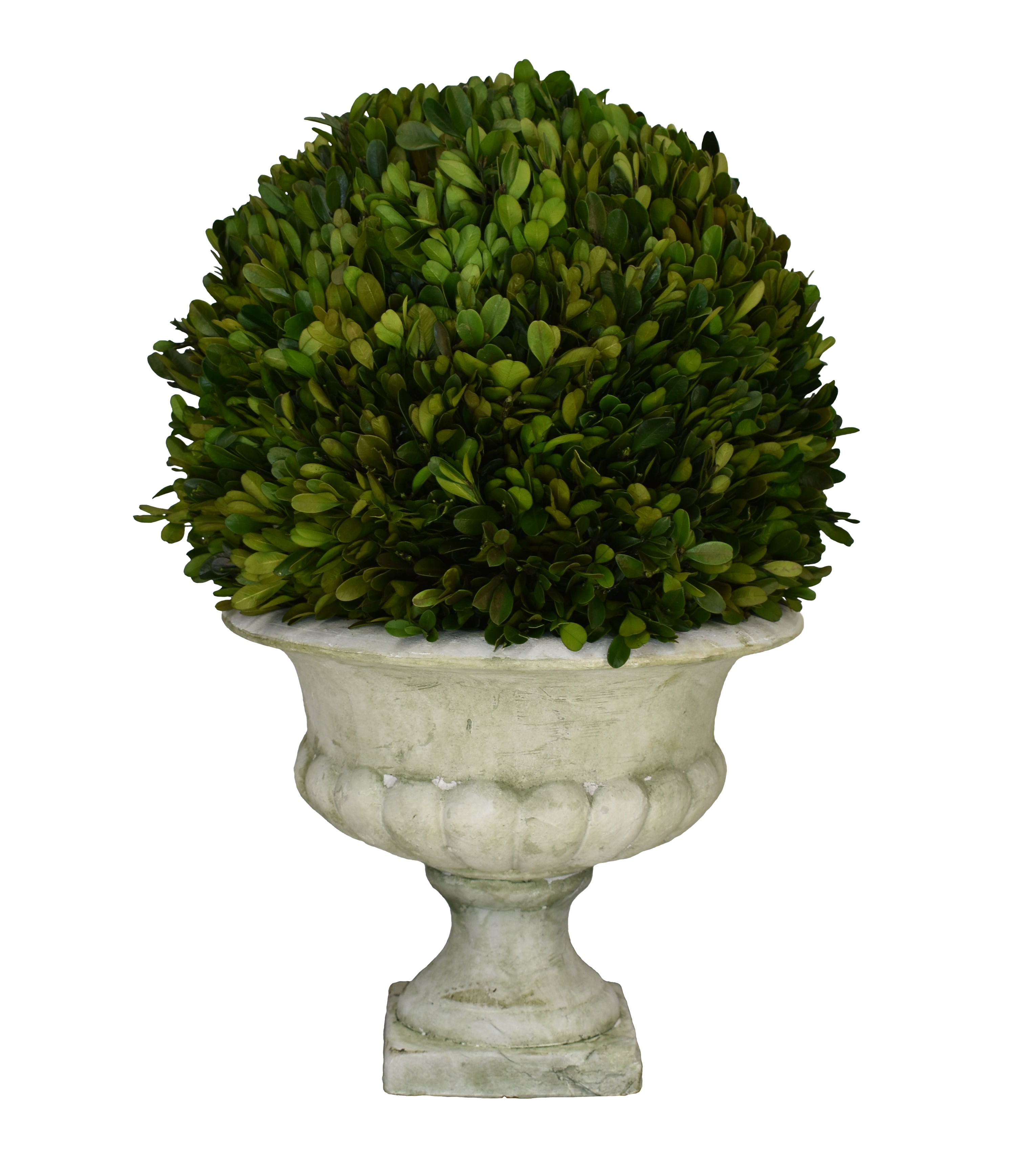 Preserved Boxwood Ball 12" X 20" Footed Urn