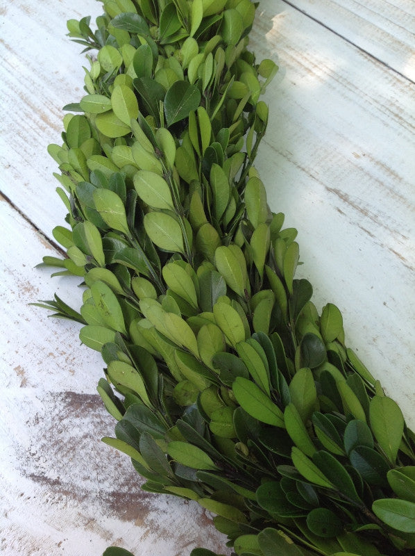 Preserved Boxwood Country Manor Garland - 71" - HOME DECORATIVE ACCENTS