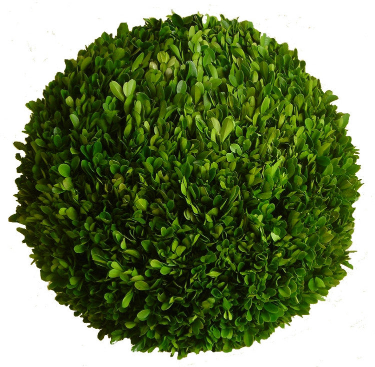 Preserved Boxwood Ball - 12