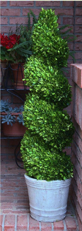 Preserved Boxwood Spiral Topiary - 51" - HOME DECORATIVE ACCENTS - 1