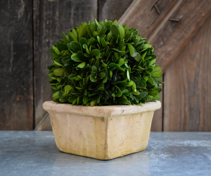Preserved Boxwood Ball on Pot - 8"
