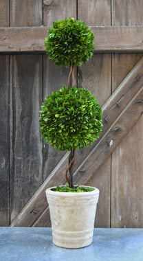 Preserved Boxwood Double Ball Topiary - 30