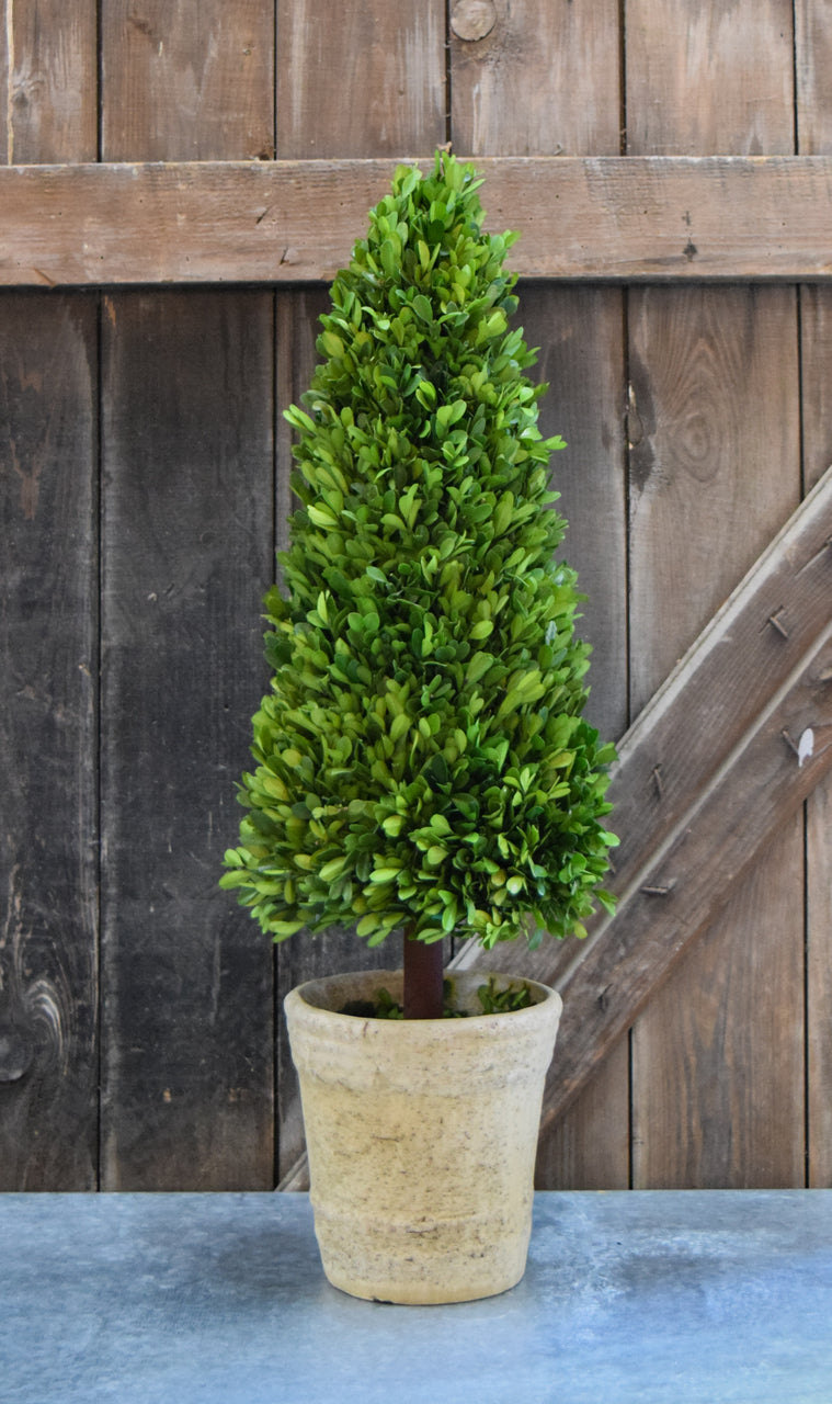 Preserved Boxwood Cone Topiary - 30