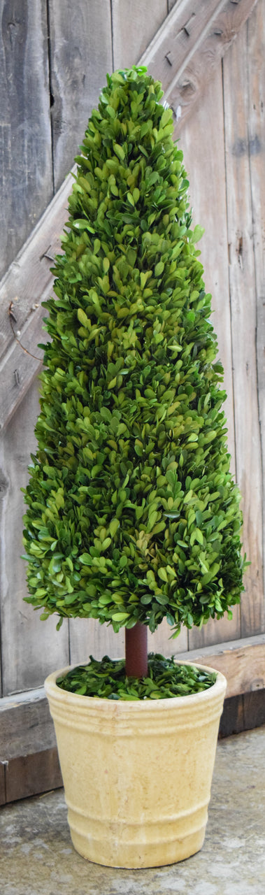 Preserved Boxwood Cone Topiary - 43