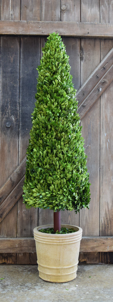Preserved Boxwood Cone Topiary - 59
