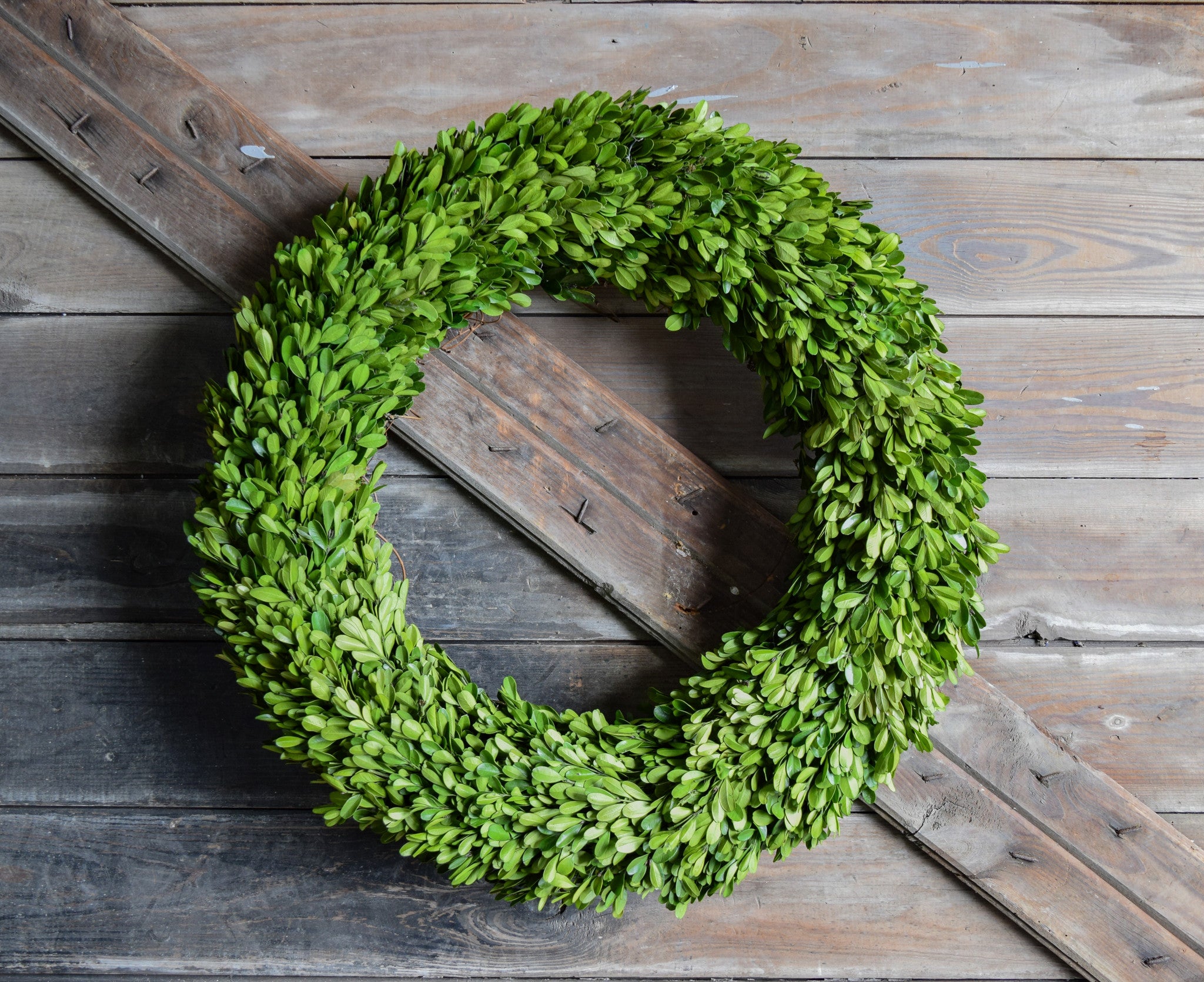 Preserved Boxwood Round Wreath - 24"