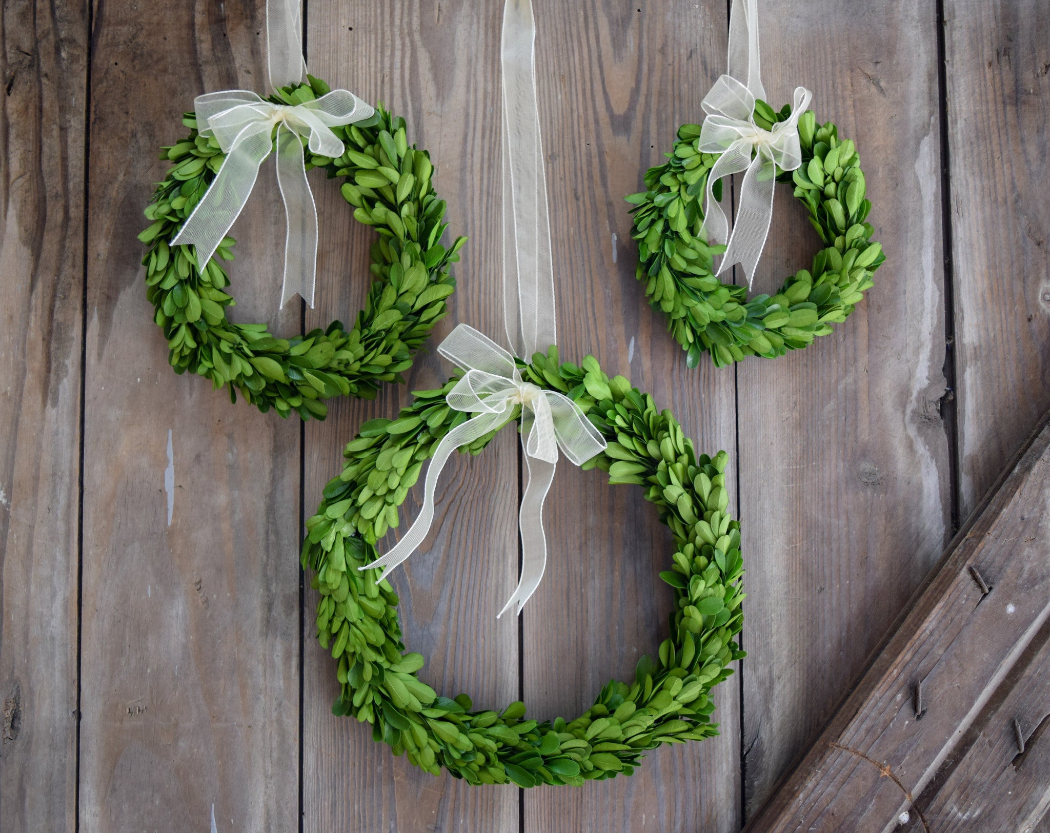 Preserved Boxwood Round Wreaths - Set of 3