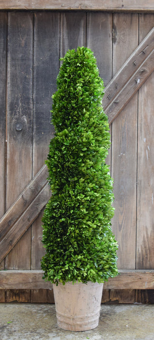 Preserved Boxwood Spiral Topiary - 51"