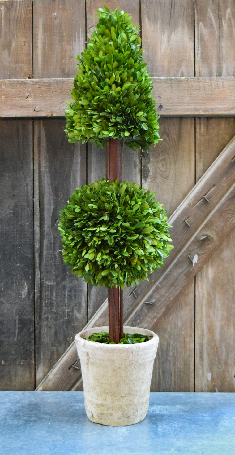 Preserved Boxwood Mixed Topiary - 36