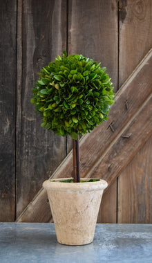 Preserved Boxwood Single Ball Topiary - 16 Inch