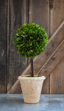 Preserved Boxwood Single Ball Topiary - 16