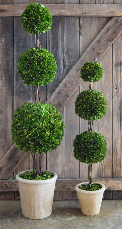 Preserved Boxwood Triple Ball Topiary - 59"