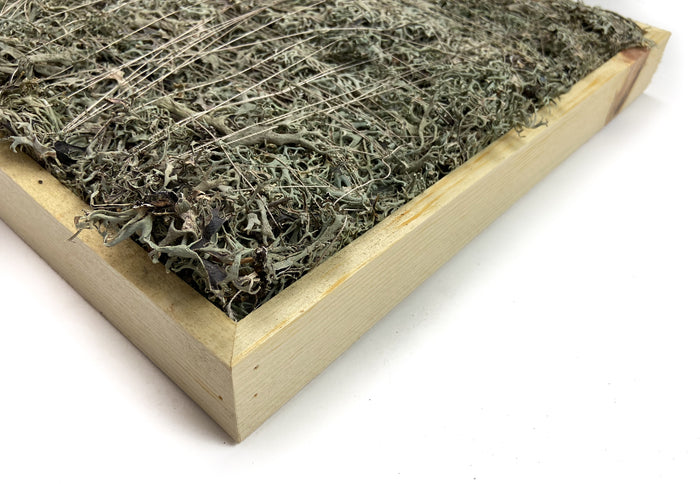 GREY-MOSS-SQUARE-16-INCHES-NATURAL-CLOSE-UP