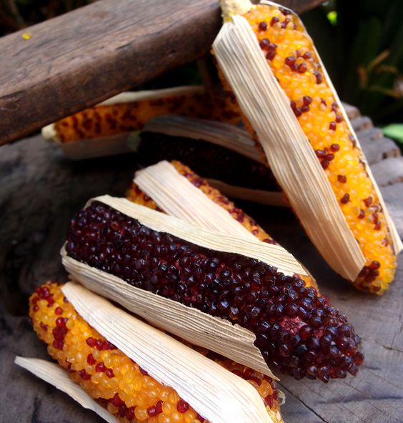 Indian Corn Artificial