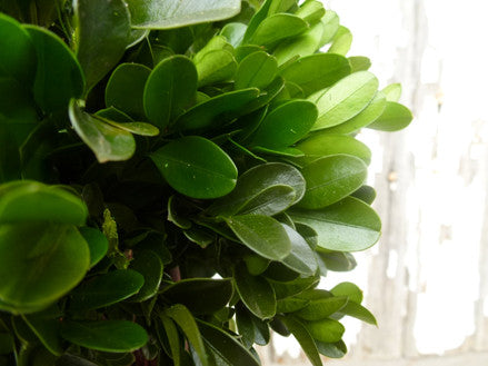 Preserved Boxwood Cone Topiary - 16" - HOME DECORATIVE ACCENTS - 2