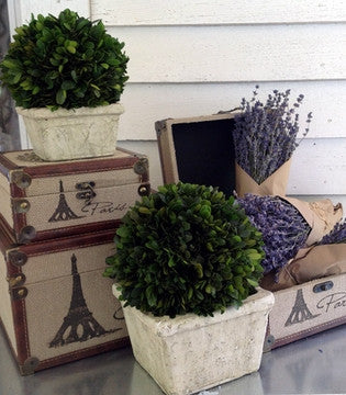 Preserved Boxwood Ball in Square Pot - 8" - HOME DECORATIVE ACCENTS - 3