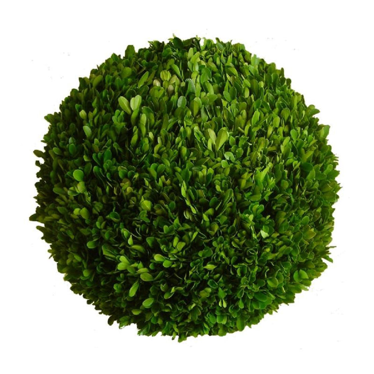 Preserved Boxwood Ball - 16