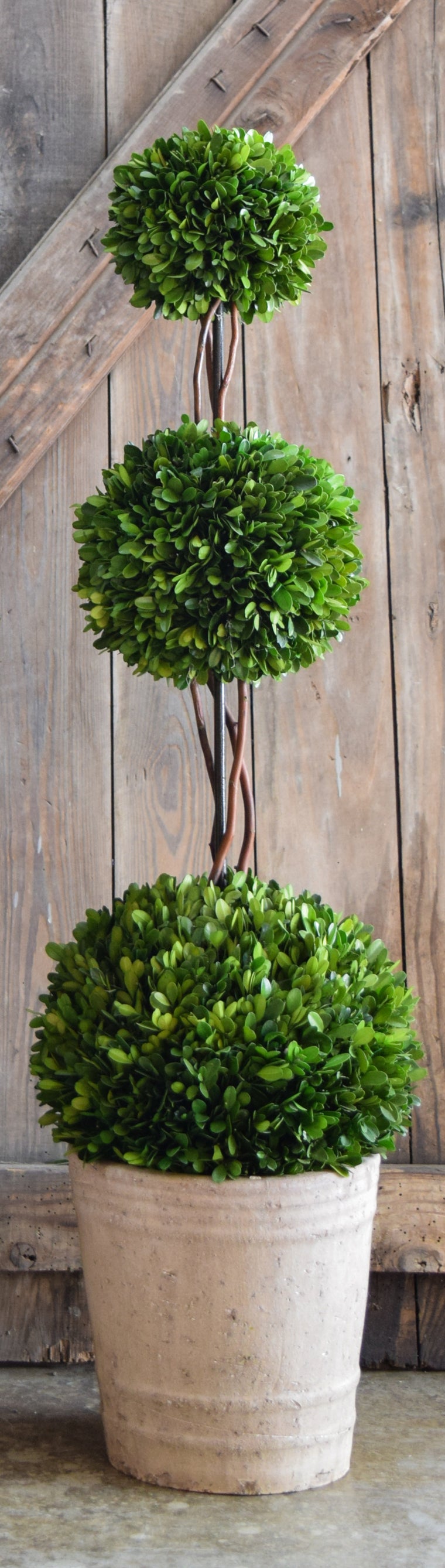 Preserved Boxwood Triple Ball Topiary - 40