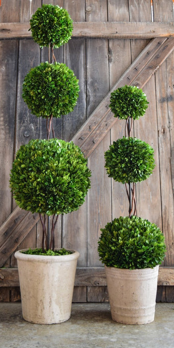 Preserved Boxwood Triple Ball Topiary - 40"