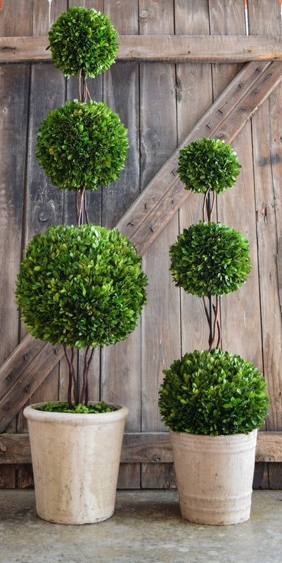 Preserved Boxwood Triple Ball Topiary - 40"