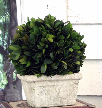 Preserved Boxwood Ball in Square Pot - 8" - HOME DECORATIVE ACCENTS - 2