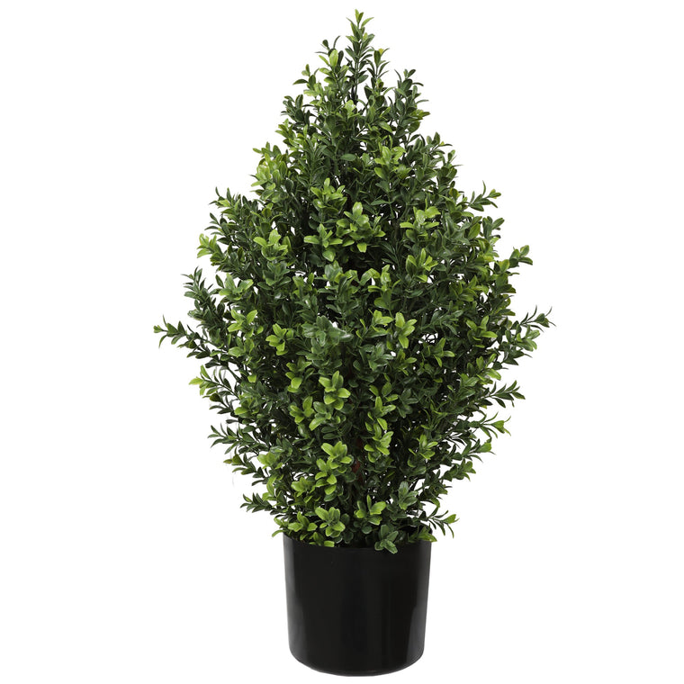 UV Boxwood Shrub 24