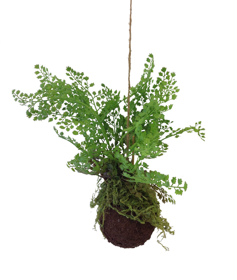 Maidenhair Fern Kokedama Ball 4.5