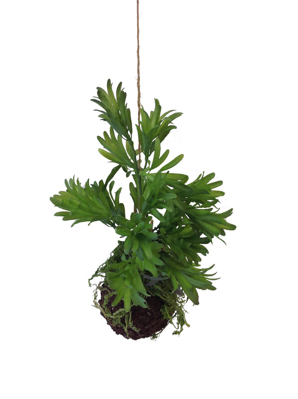 Kokedama Ball Fern 4.5" X 14"