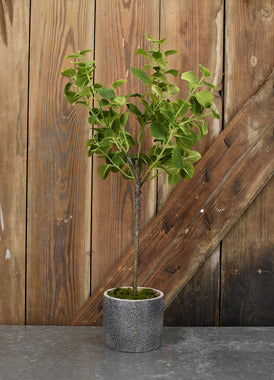 Mint Leaf Pot 23.5"