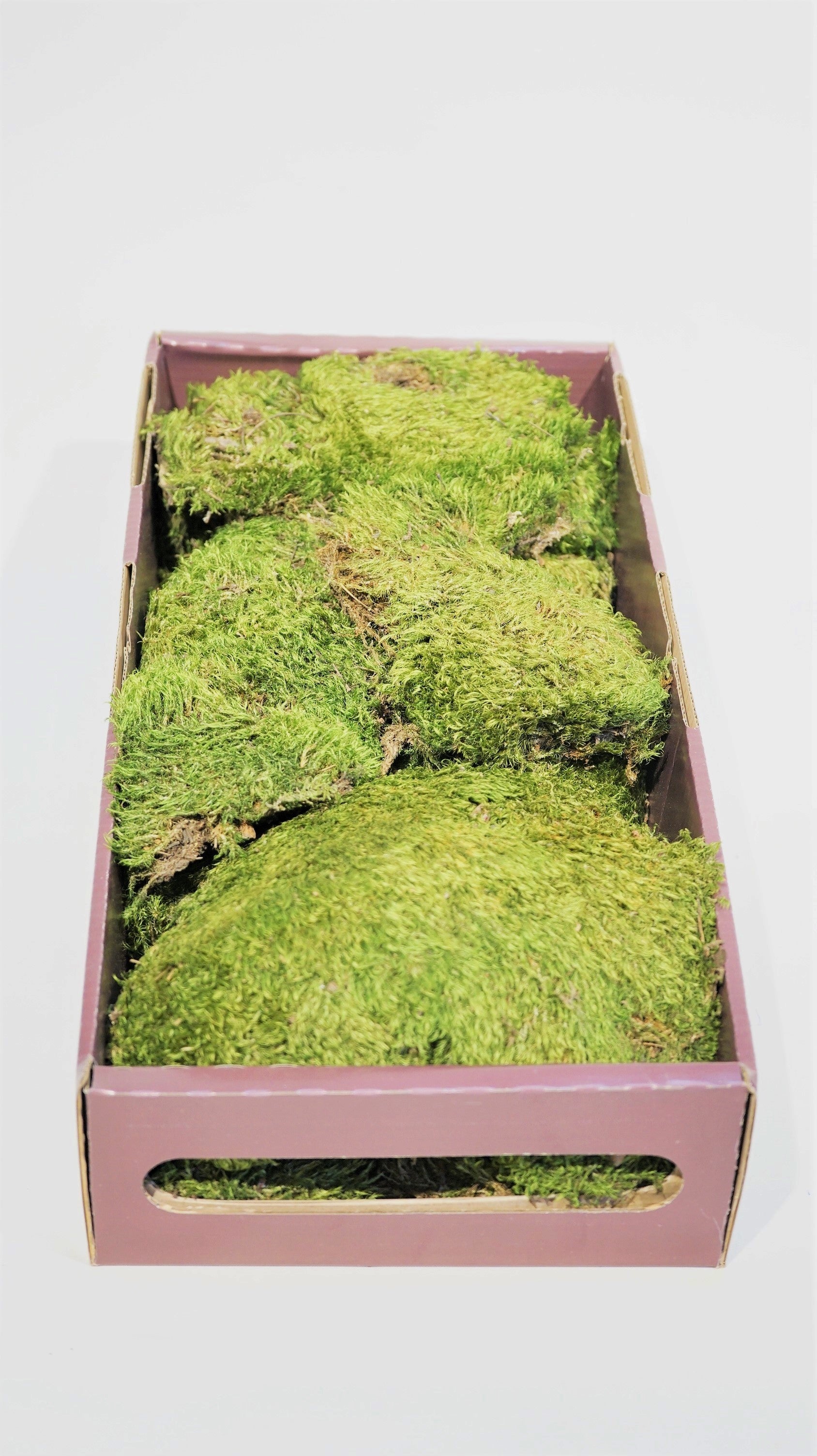 Live Cushion Moss