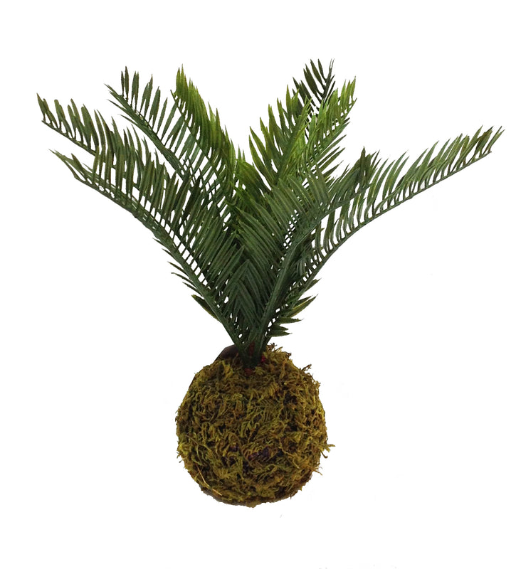 Moss Ball Palm Fern 12"