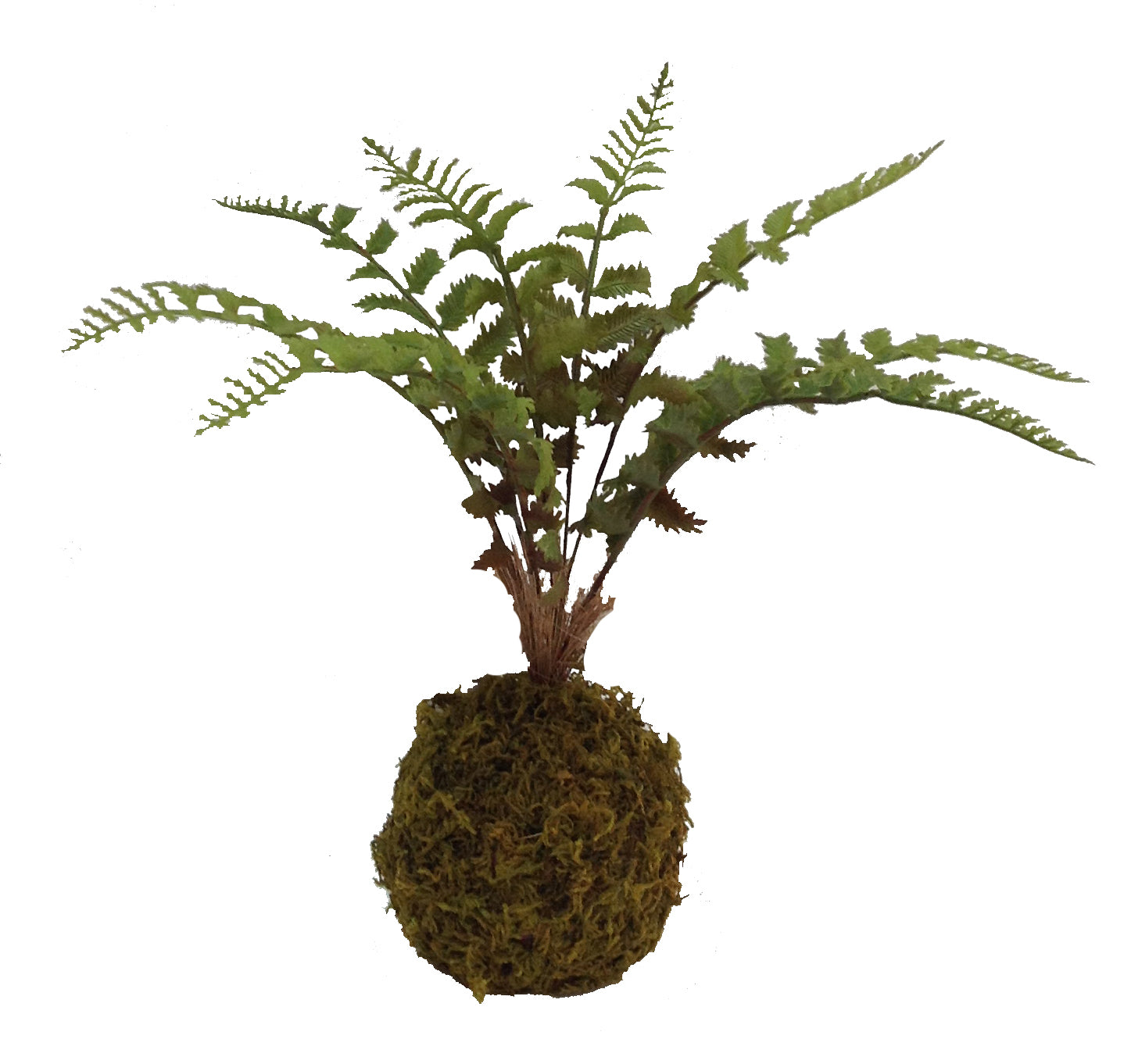 Moss Ball Fern 13" Boston