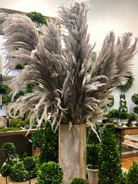 PAMPAS GRASS NATURAL TAUPE APPROX 5' – HOME DECORATIVE ACCENTS