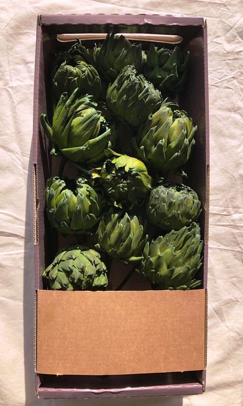 ARTICHOKES-GREEN-DYED-20-PCS