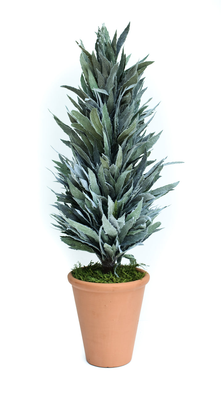 Preserved Mahonia Frosted Cone Topiary - 24"