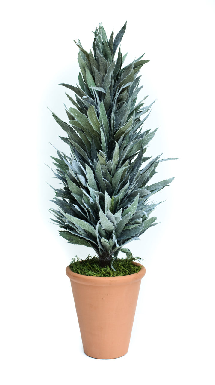 Preserved Mahonia Frosted Cone Topiary - 24