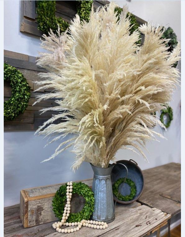 PAMPAS GRASS NATURAL APPROX 5