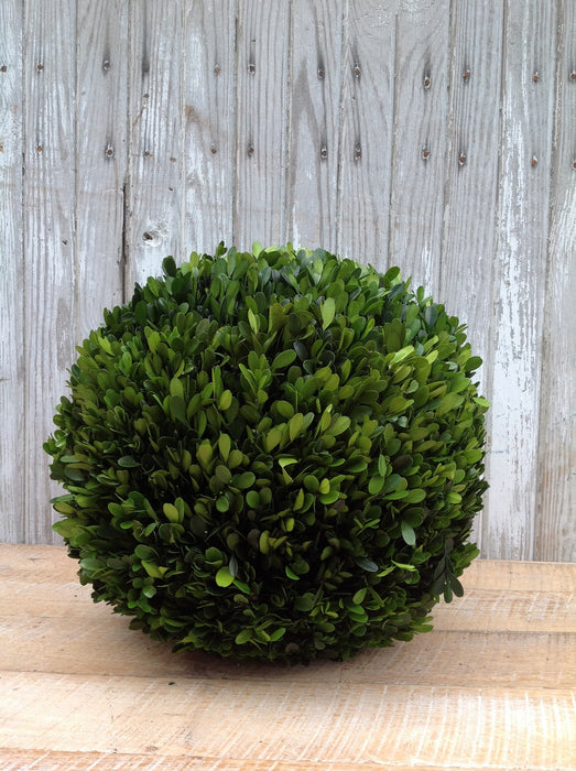 Preserved Boxwood Ball - 16" - HOME DECORATIVE ACCENTS - 2