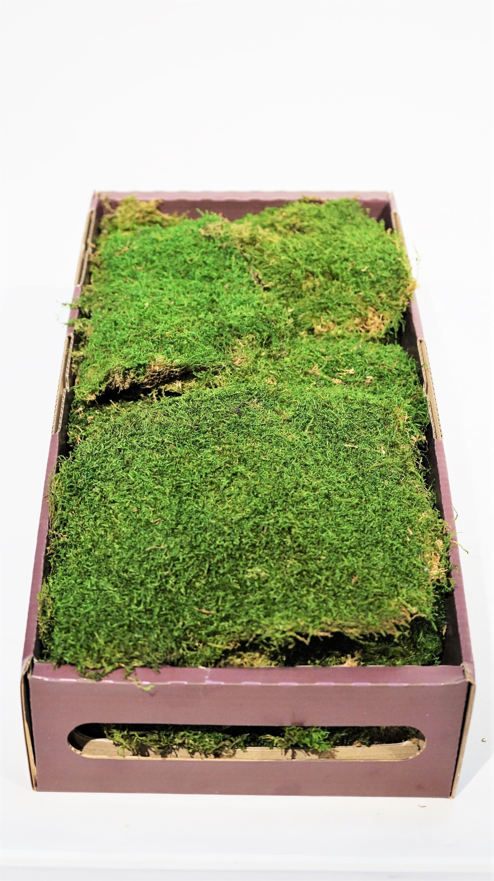  Bulk Moss