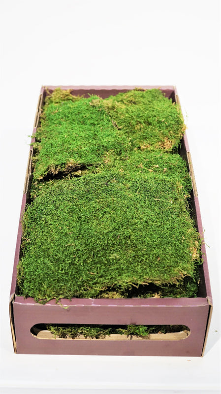 Dried Sheet Moss - Preserved Bulk Box Sheet Moss