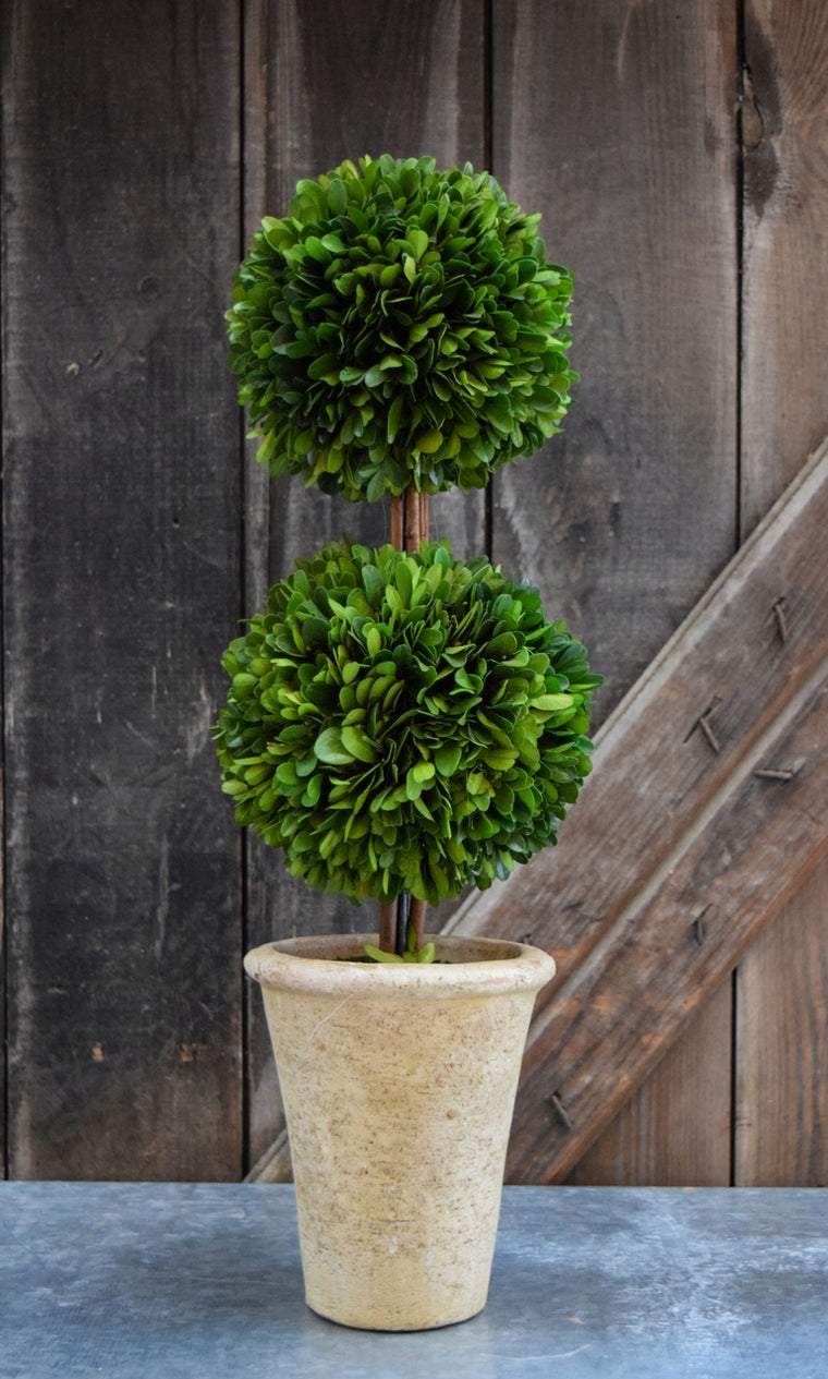 Preserved Boxwood Double Ball Topiary - 20