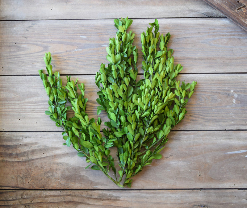 Preserved Boxwood Bulk Branches - 4.4 lbs