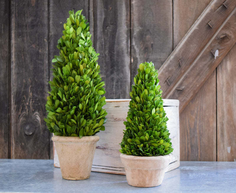 Preserved Boxwood Cone Topiary - 11"
