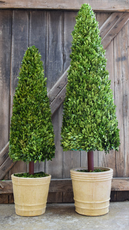 Preserved Boxwood Cone Topiary - 59"