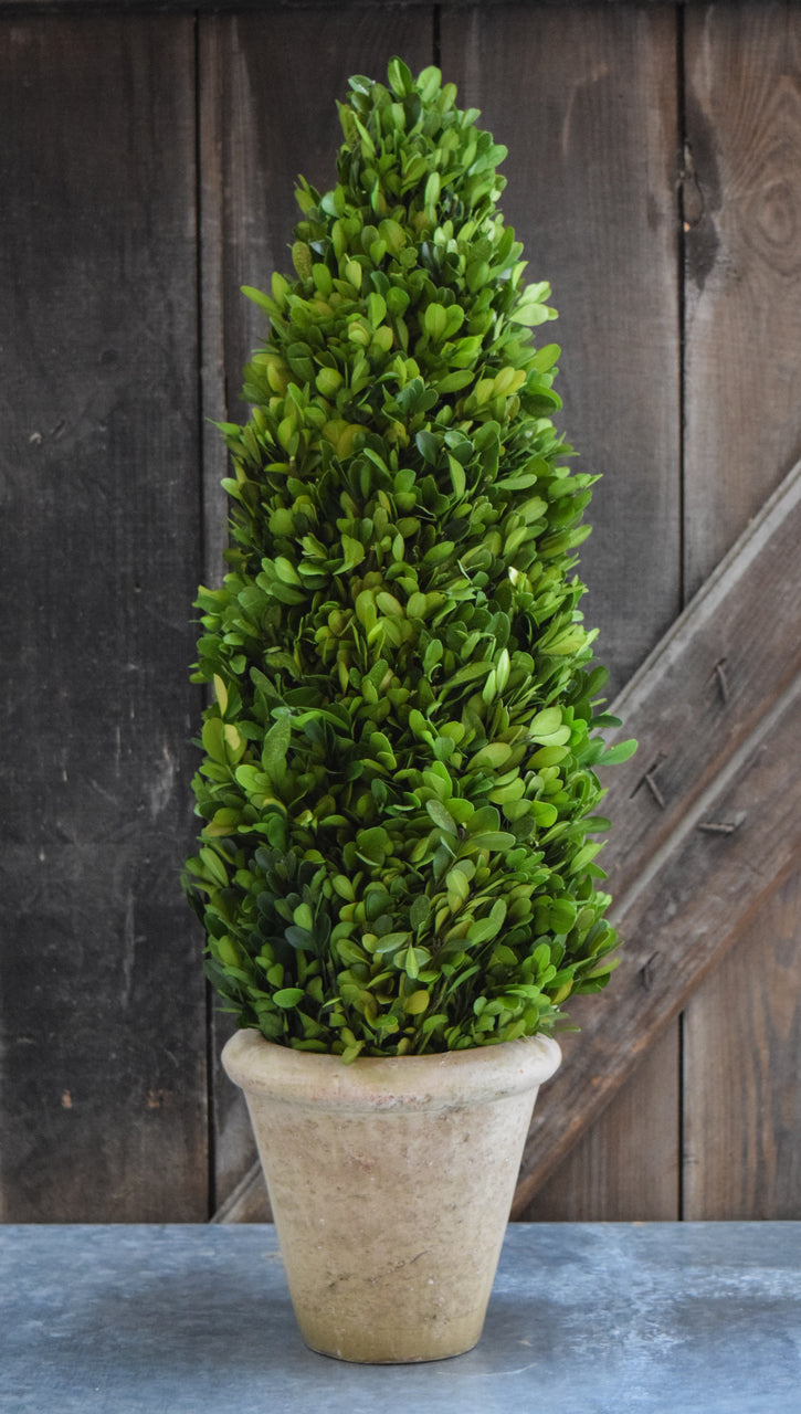 Preserved Boxwood Cone Topiary - 24