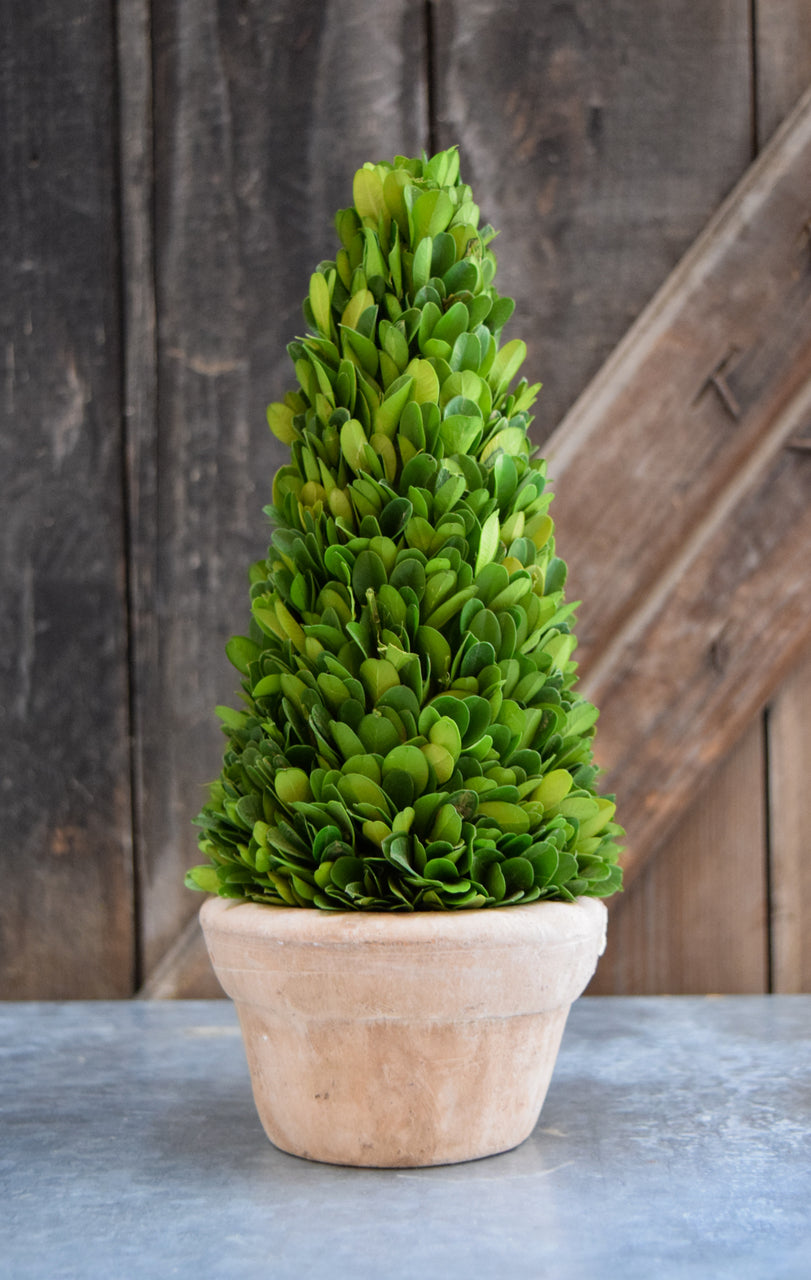 Preserved Boxwood Cone Topiary - 11"