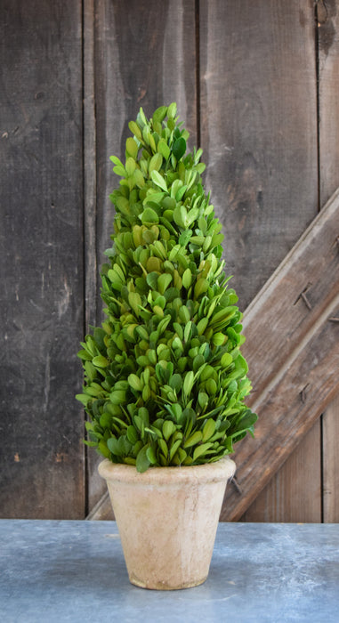 Preserved Boxwood Cone Topiary - 16"