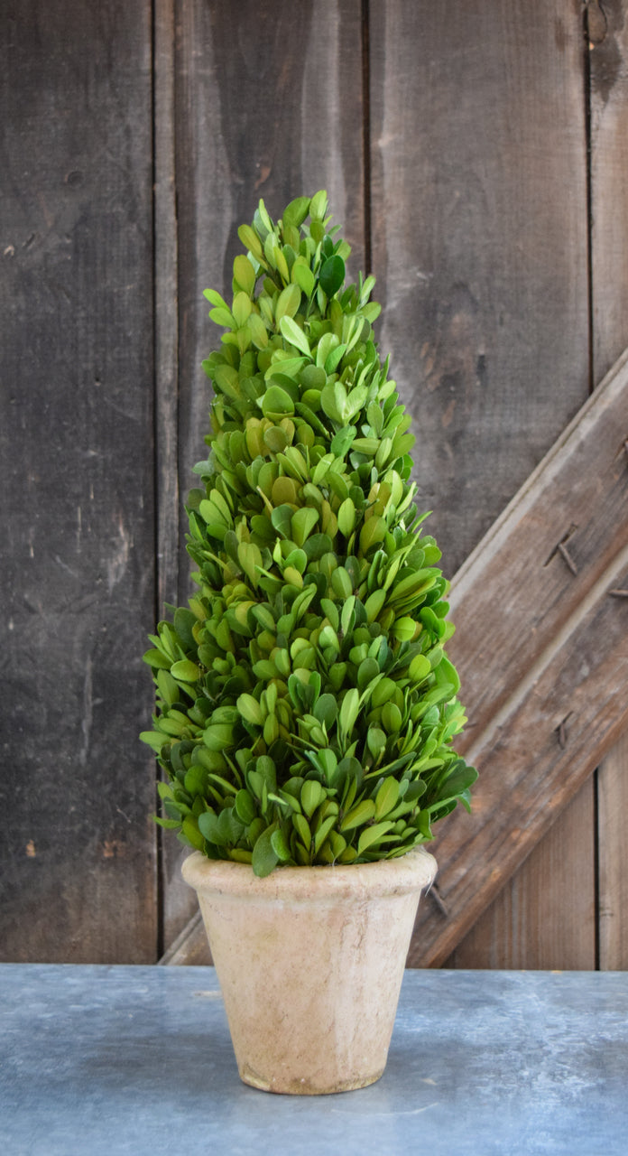 Preserved Boxwood Cone Topiary - 16